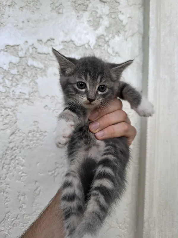 Котята отдаются даром Mushukchalar bepulga