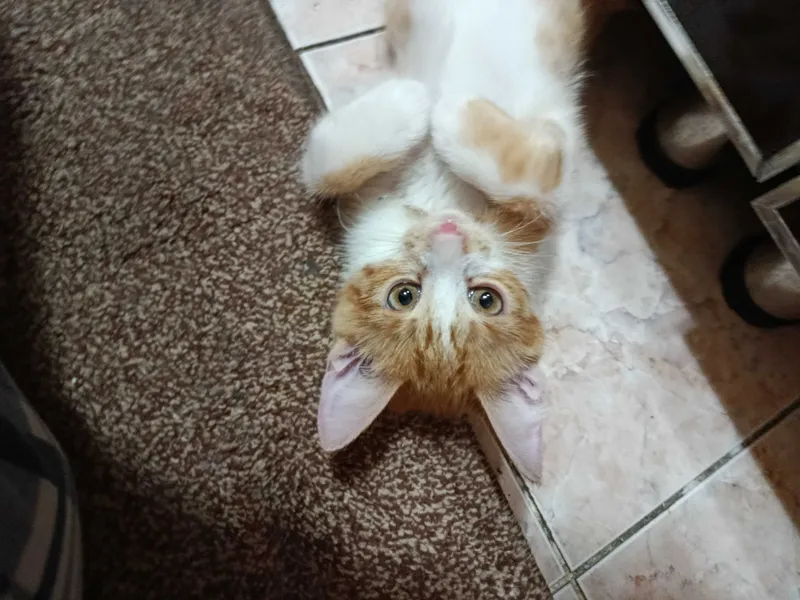 Котёнок по имени Лео — фото 3