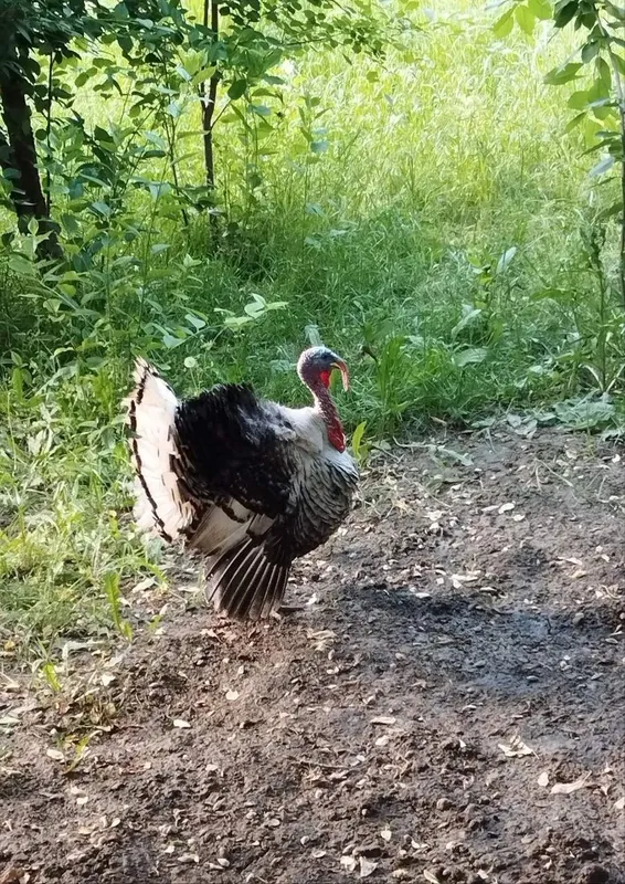 Kurka, Индук, Курка, 7 kg, tezkor Sotiladi — фото 3