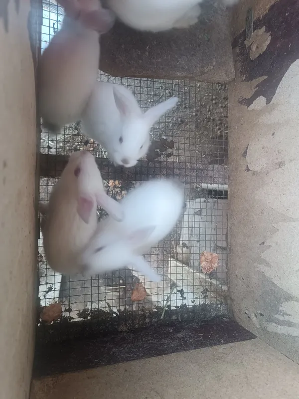 Quyon bolalari sotiladi !!! 3 Quyon bolalari sotiladi !!! 3