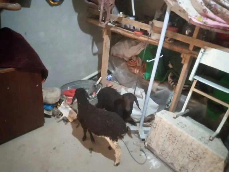 Nar va moda egiz barra 1 Nar va moda egiz barra 1