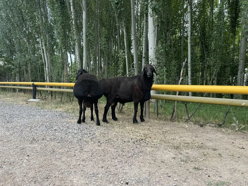Кочкорла сотилади 2 Кочкорла сотилади 2
