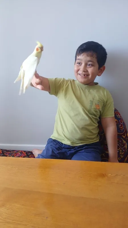 Karella papugay sotiladi kafasi hamma narsasi bilan birga — фото 2