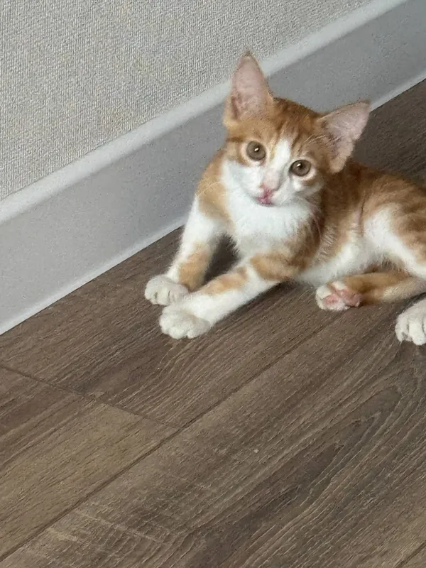 отдам котенка