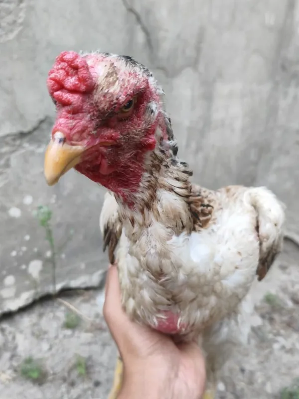 Dakan tovuq Vasjin Ogir 1 Dakan tovuq Vasjin Ogir 1