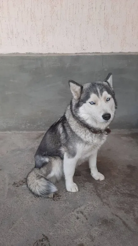 Лаика , лаикаааа 1 Лаика , лаикаааа 1