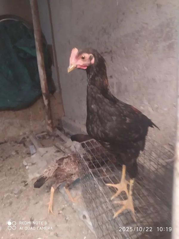 Hama tovuqlar sotiladi