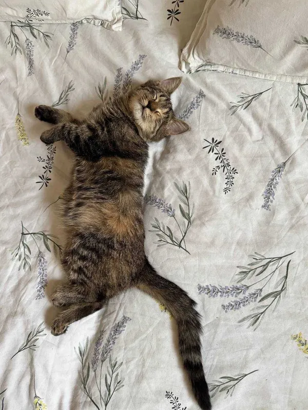 Котенок девочка окрас Табби 4 месяца. Бесплатно. Привита, есть паспорт — фото 2