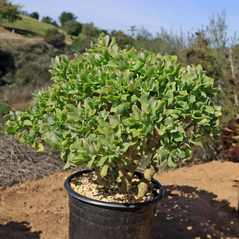 Крассула древовидная (Crassula arborescens undulatifolia) / Толстянка