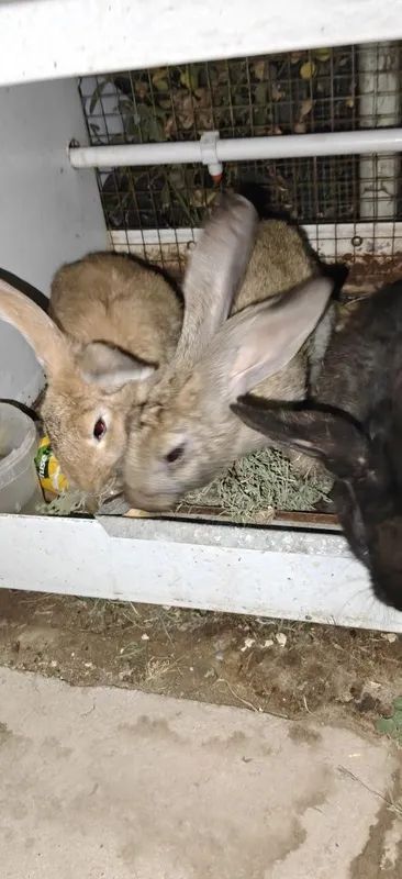 plandr quyonlar narxiga javob olsangiz kelishtirib beraman qafasi bor 3 plandr quyonlar narxiga javob olsangiz kelishtirib beraman qafasi bor 3