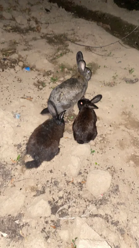 Quyon kotasi 75 sum ortancha  60som kichkina 50som