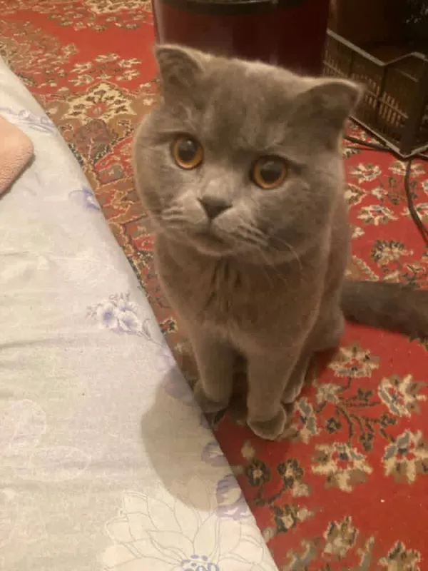 Шотландский вислоухая кошка — фото 1