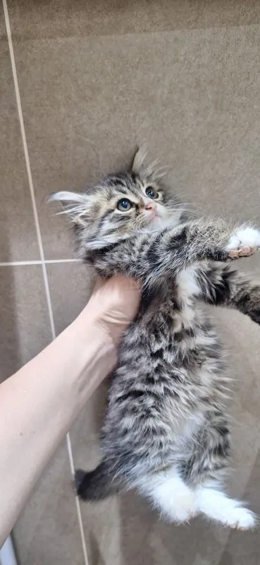 Котенок в ответственные и добрые руки 1 Котенок в ответственные и добрые руки 1