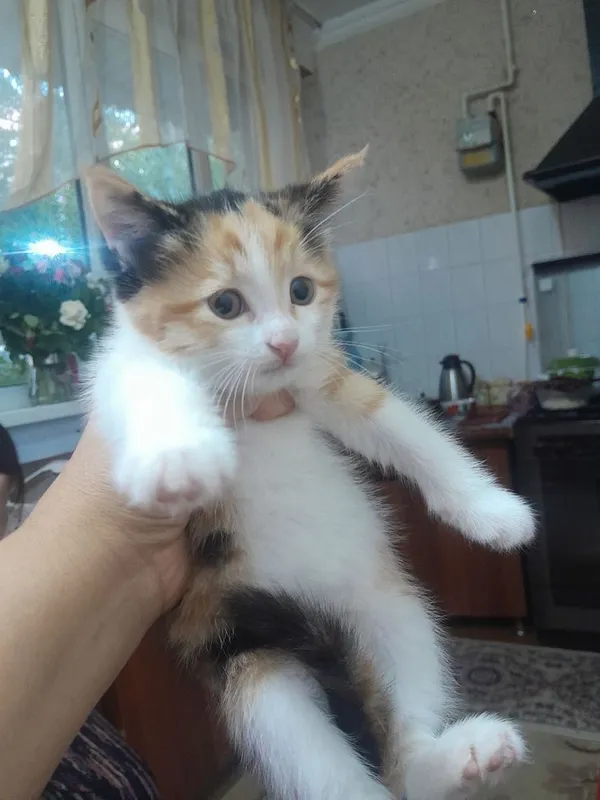 Отдам бесплатно в хорошие руки