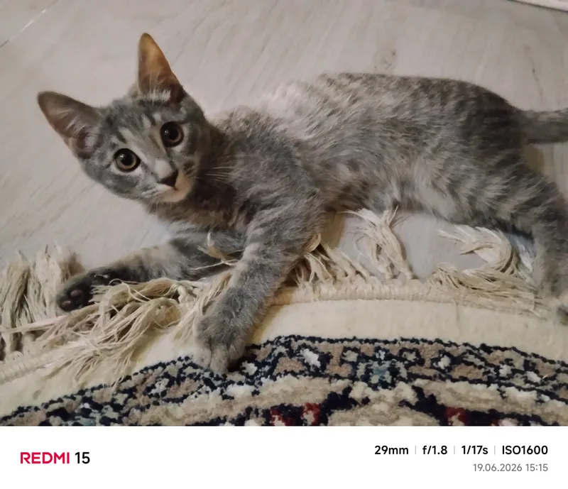 отдам кота в добрые руки