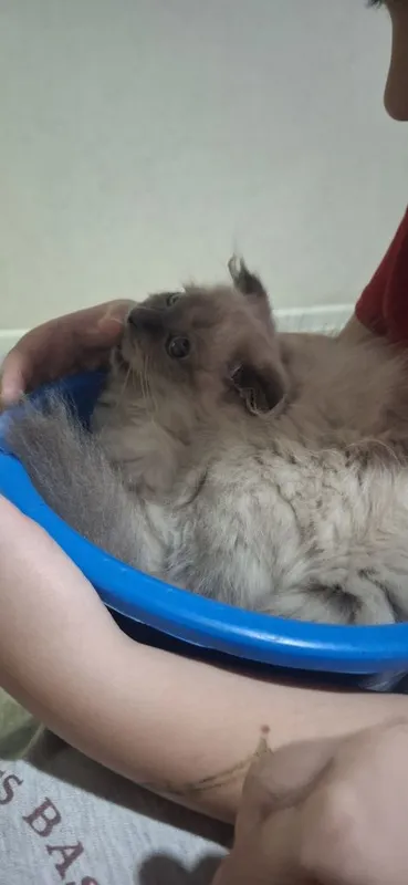 Продаётся Породистая кошечка