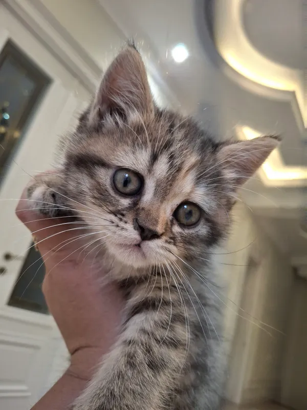 koshka 1 koshka 1