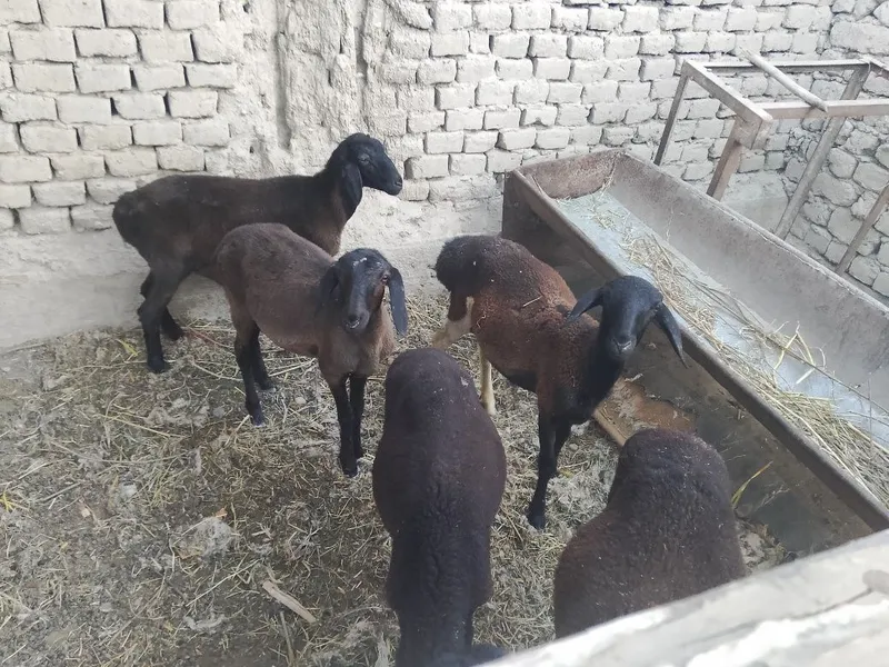 Hisori qoʼylar 5 dona 2 Hisori qoʼylar 5 dona 2