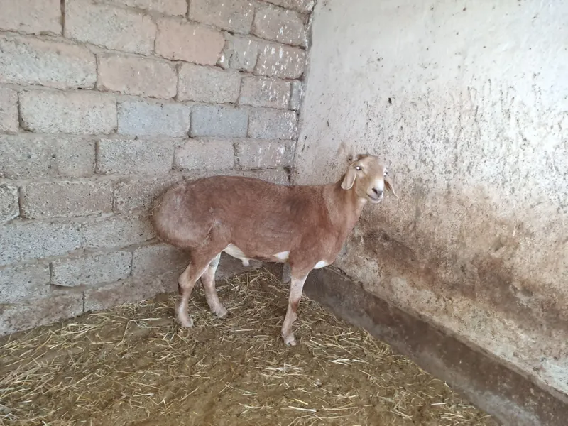 Quchqor boqishgaxam buladi suysa ham buladi — фото 1