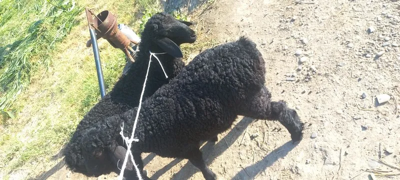 Qochqor barrala sotiladi ekiz