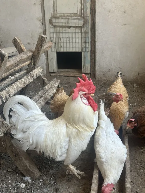 Продаются срочно куры с петухом 1 Продаются срочно куры с петухом 1