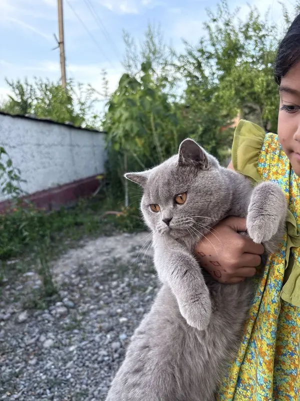 Mushuk zotdor gollandsky erkak mushuk — фото 4