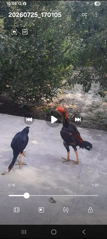 Dikabiriski juja 3 Dikabiriski juja 3