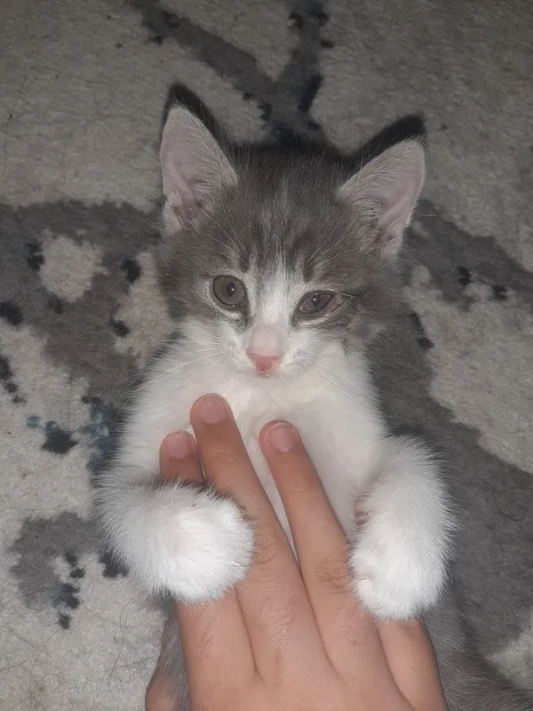 Котята к добрым рукам срочно! 5 Котята к добрым рукам срочно! 5