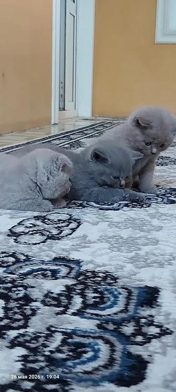 Котята: скоттиш-фолд и скоттиш-страйт 2 Котята: скоттиш-фолд и скоттиш-страйт 2