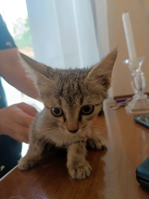Котята бесплатно 2