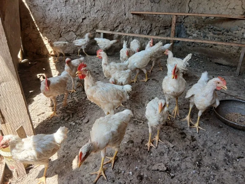 Nesushka sendi joʻjalari 3 Nesushka sendi joʻjalari 3