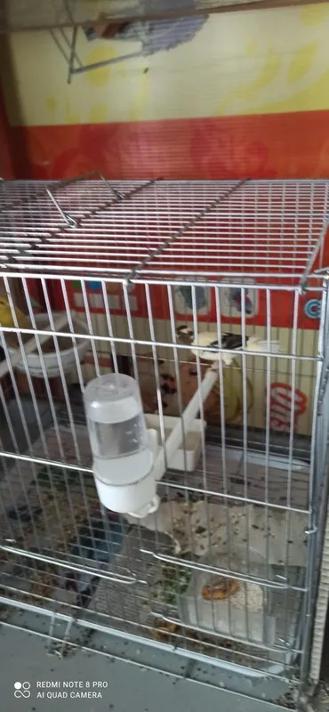 Kanarekalar sotiladi zotli 2 Kanarekalar sotiladi zotli 2