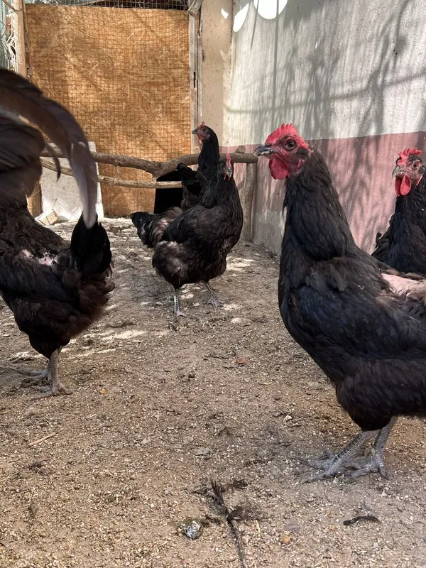 Gigant Qora Shagʻzoda Tovuq Xorozlari Hammasi bir joyda sotiladi 3 Gigant Qora Shagʻzoda Tovuq Xorozlari Hammasi bir joyda sotiladi 3