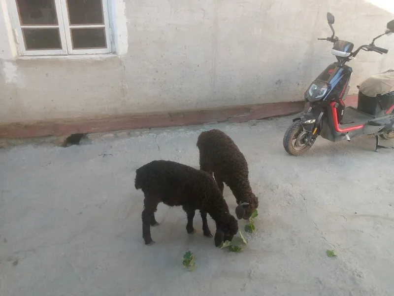 Egizak barra sotiladi 1