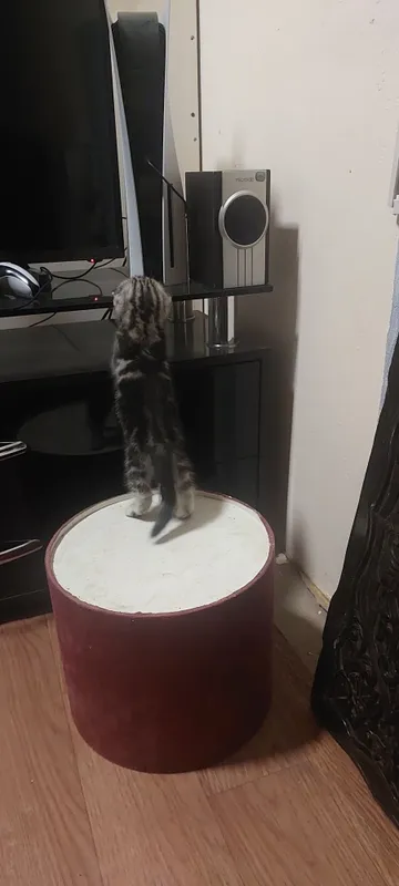 Котята Британская Шиншилла 4