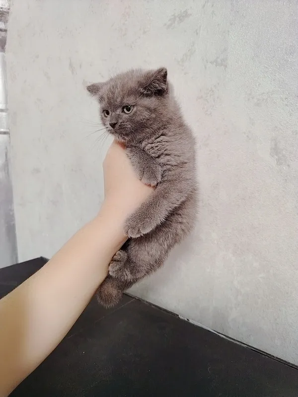 Котенок от правильной вязки скотиш страйт Котенок от правильной вязки скотиш страйт