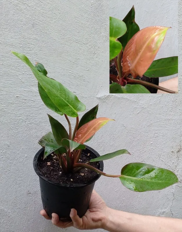 Филодендроны Philodendron ‘Prince of Orange’. Цветы для дома и офиса 5 Филодендроны Philodendron ‘Prince of Orange’. Цветы для дома и офиса 5