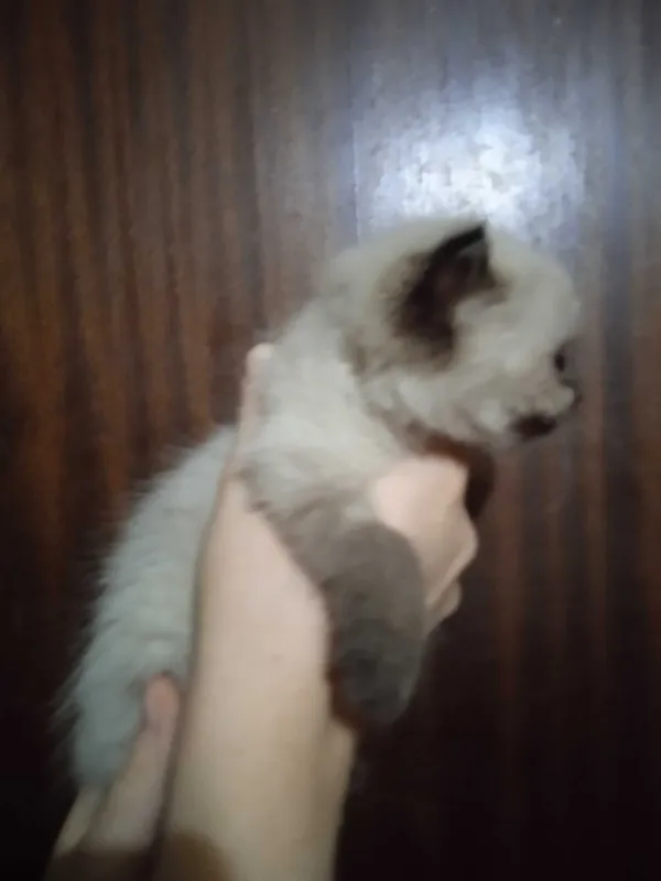 Скотиш страйт сиамского окраса, девочка, 2 месяца. 3