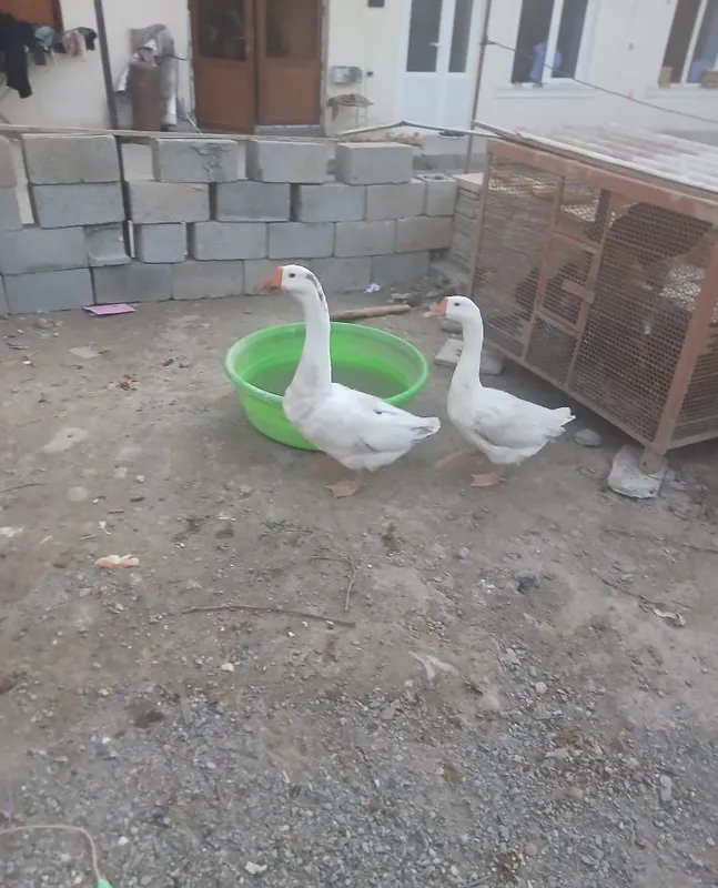 Oq g‘ozlar, bir juft oila 2 Oq g‘ozlar, bir juft oila 2