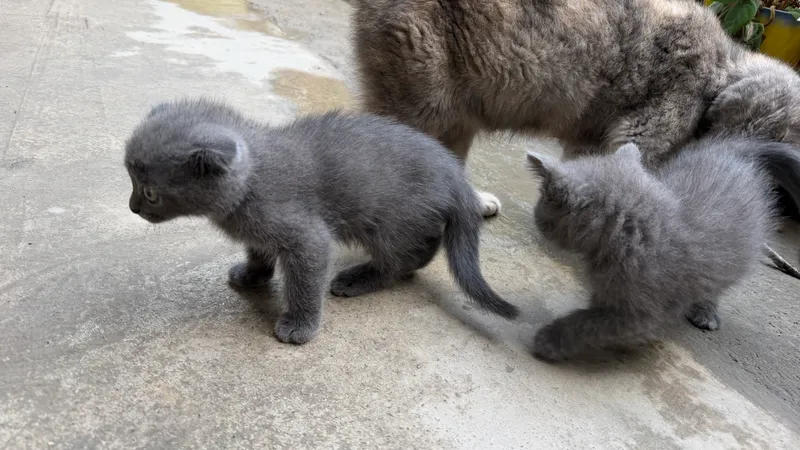 Котенок 3 Котенок 3