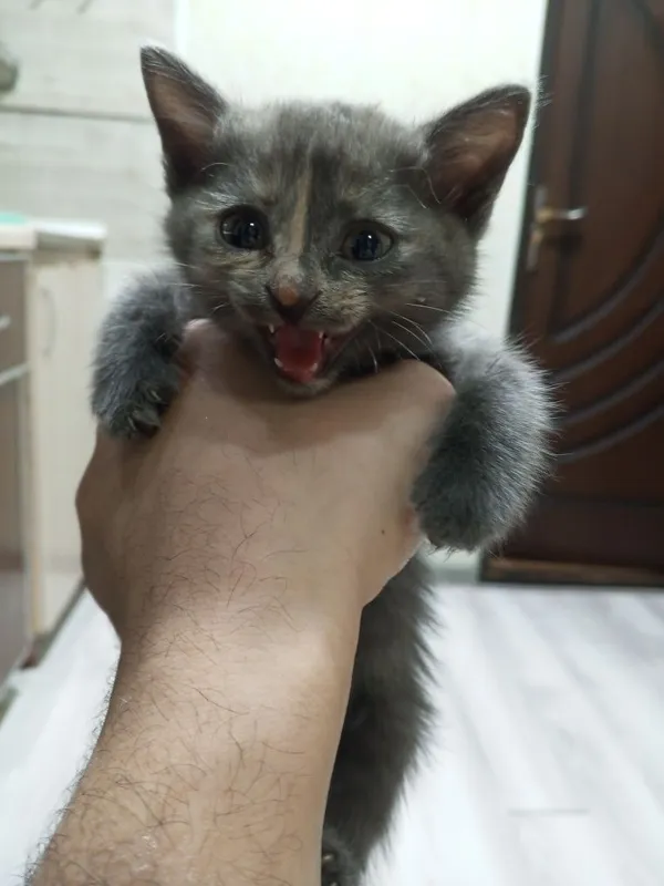 Котёнок в хорошие руки 3