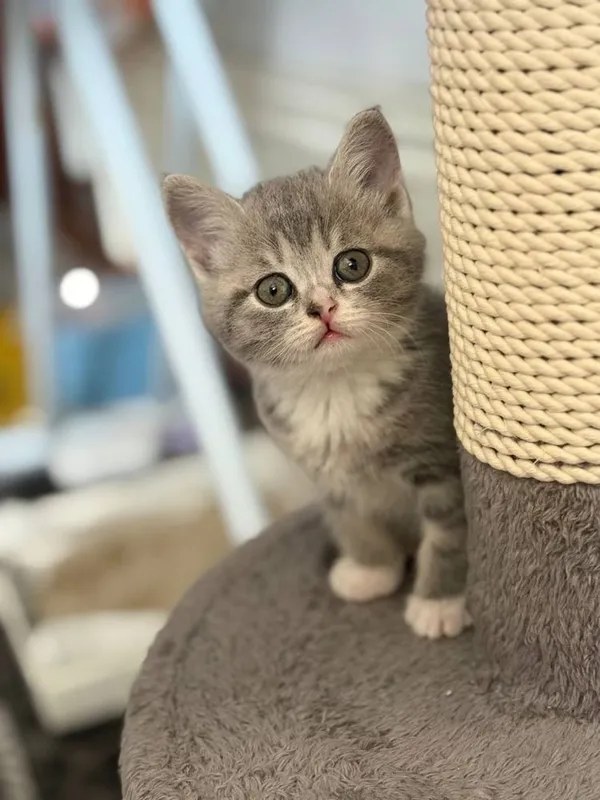 Scottish fold va scottish strayt mushuk bolalari sotiladi 1