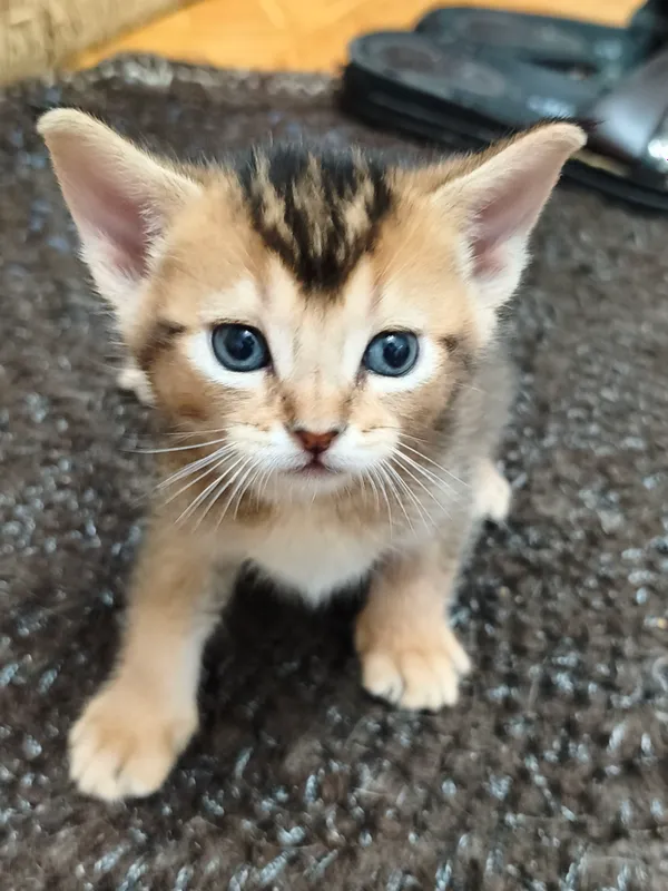 абесинские котята абесинские котята