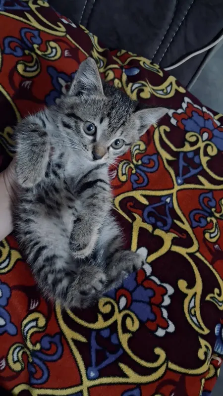Mushikcha sotilad 3 Mushikcha sotilad 3