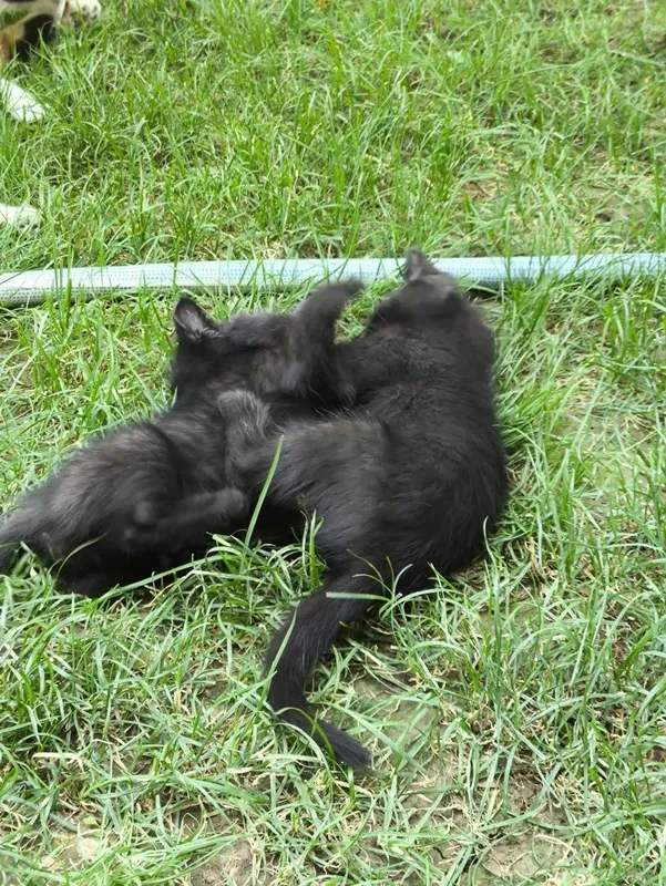 3 oylik muwuk bolalari hadiyaga beriladi — фото 1