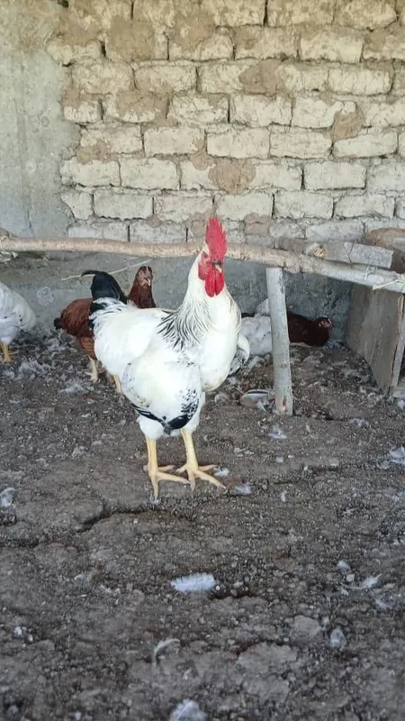 Adler xorozlari yaxshi boqilgan 2 Adler xorozlari yaxshi boqilgan 2
