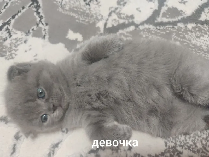 Продается шотландская вислоухая девочка