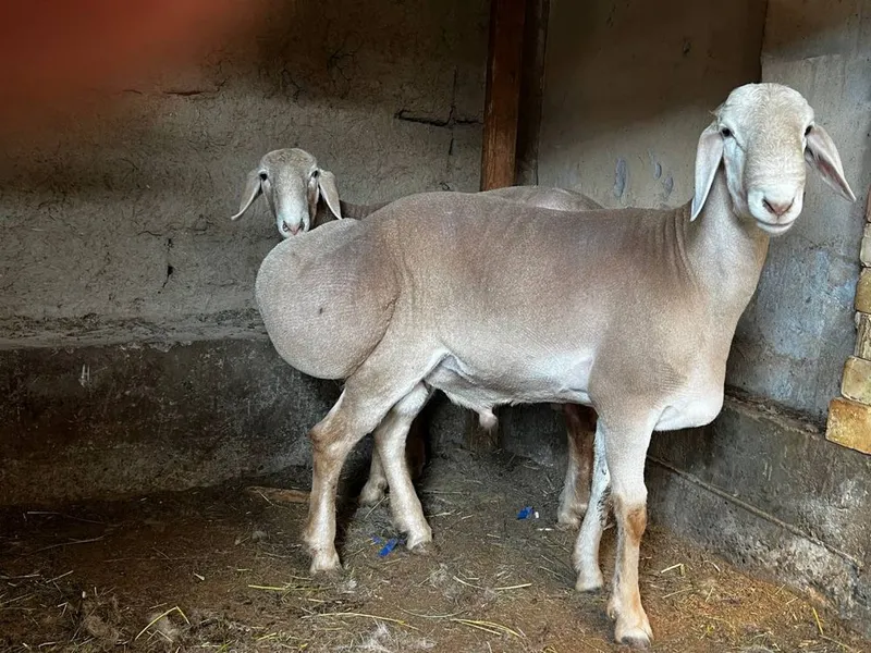 Qo’ylar Sotiladi: 3 ta sog‘lom Arashan qo‘y — фото 2