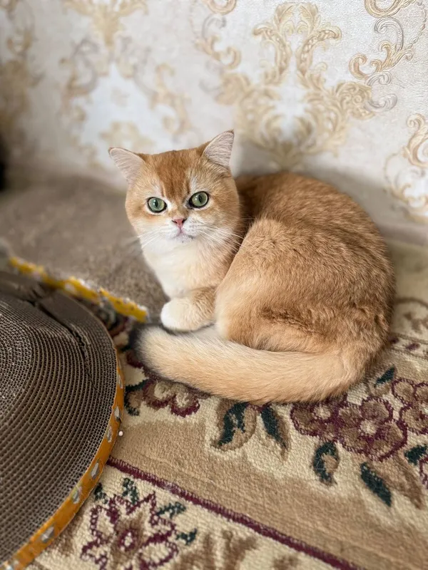 Zalataya shinshilla ny12 Vyaska 2 Zalataya shinshilla ny12 Vyaska 2