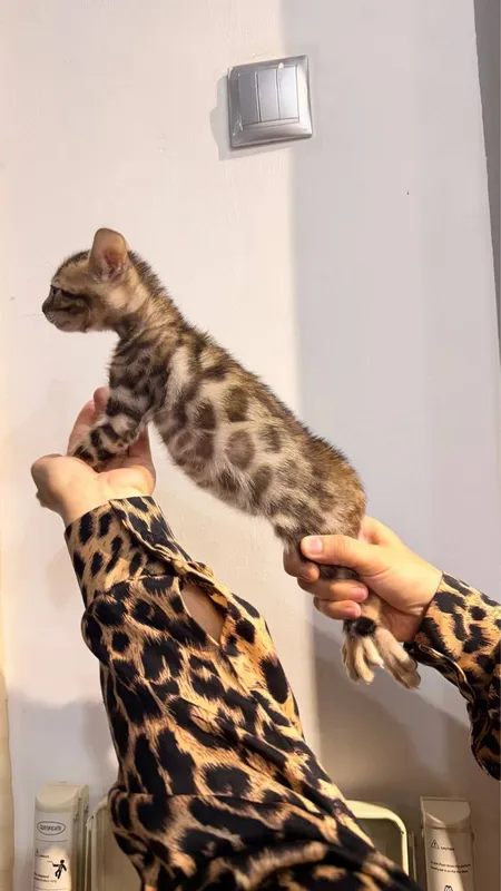Продаются бенгальски котята 3